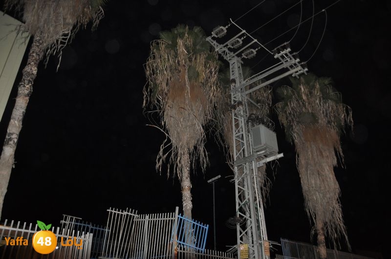 cat lud 910 (30).JPG